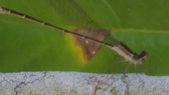 Nehalennia pallidula