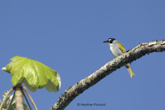 Phaenicophilus palmarum