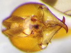 Panorpa speciosa