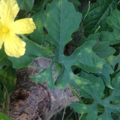 Momordica charantia charantia