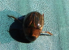 Tropisternus collaris