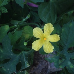 Momordica charantia charantia