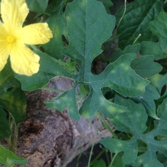 Momordica charantia charantia