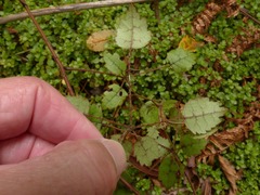 Rubus australis