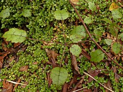 Rubus australis