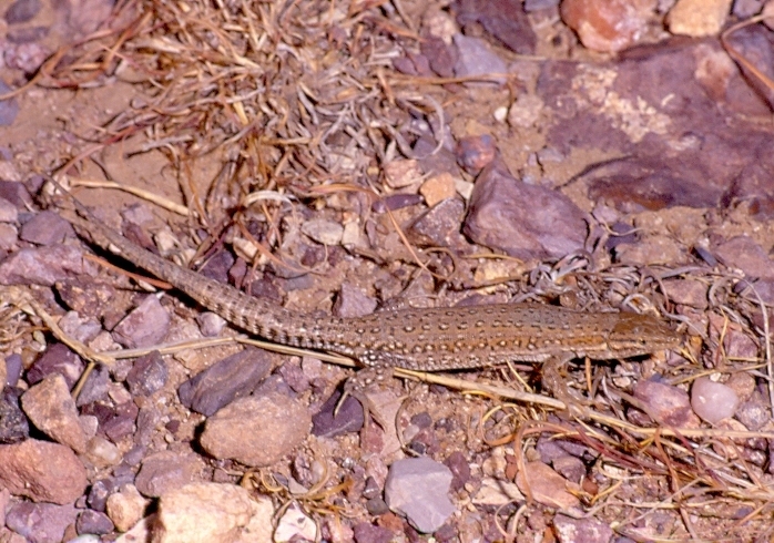 Arnold's Desert Lizard