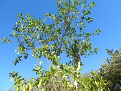 Ficus pertusa