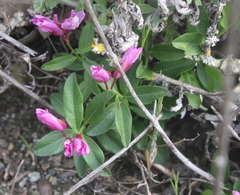 Rhinotropis californica