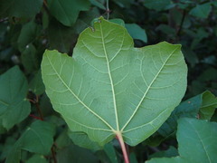 Acer obtusifolium