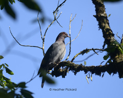 Patagioenas squamosa