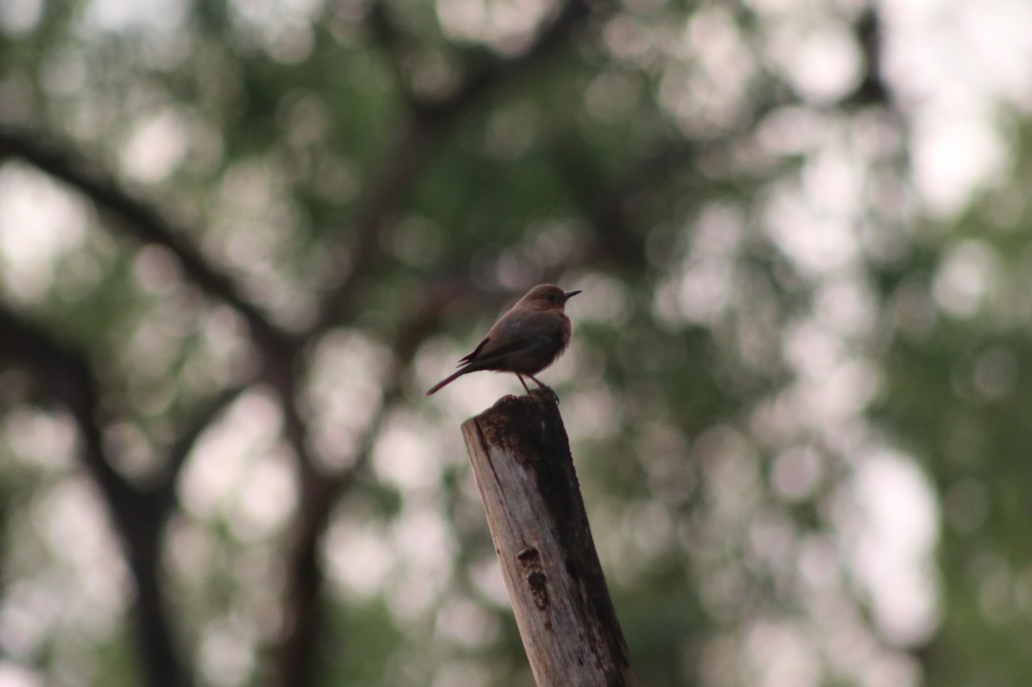 Brown Rock Chat