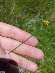 Xyris capensis