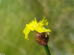 Xyris capensis