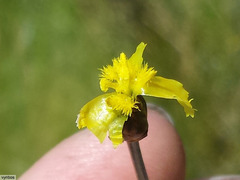 Xyris capensis