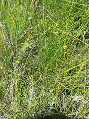 Xyris capensis
