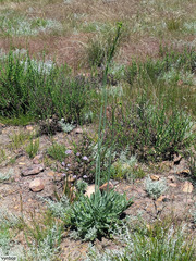 Lichtensteinia trifida