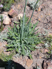 Lichtensteinia trifida