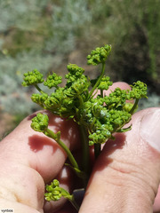 Lichtensteinia trifida