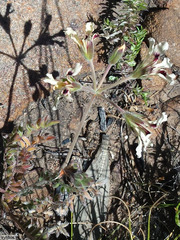 Pelargonium trifoliolatum