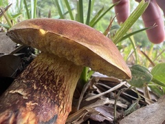 Media resource of Alessioporus rubriflavus