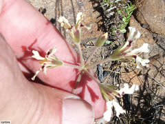 Pelargonium trifoliolatum