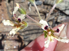 Pelargonium trifoliolatum