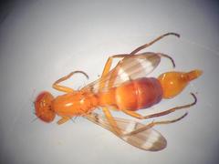 Steneretma laticauda