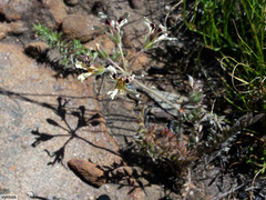 Pelargonium trifoliolatum