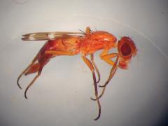 Steneretma laticauda
