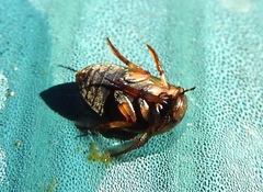 Tropisternus collaris