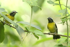 Coereba flaveola bananivora