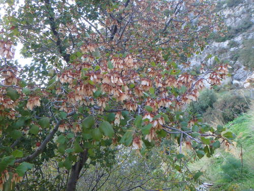 Syrian maple (Acer obtusifolium)