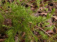 Lateristachys lateralis