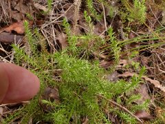 Lateristachys lateralis