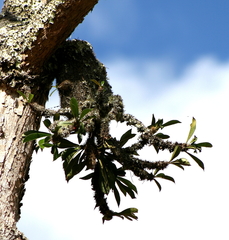 Myrmecodia schlechteri