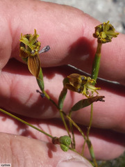Moraea inconspicua