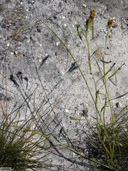 Moraea inconspicua