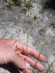 Moraea inconspicua