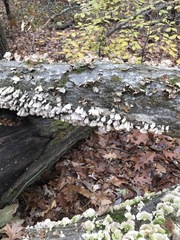 Trametes versicolor