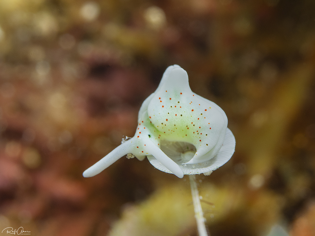 Photo of Solar-powered sea slug (Elysia timida)