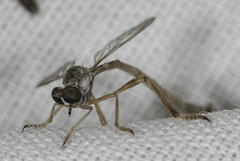 Leptogastrinae