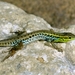 Ophisops elegans macrodactylus - Photo (c) Roberto Sindaco, some rights reserved (CC BY-NC-SA), uploaded by Roberto Sindaco
