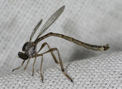 Leptogastrinae