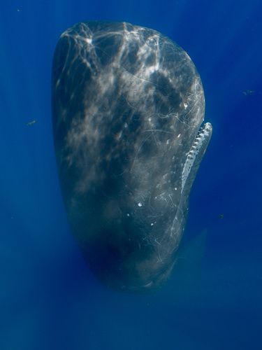 Sperm whale