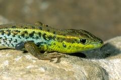 Ophisops elegans macrodactylus