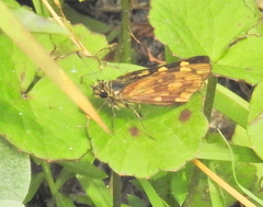 Metisella metis