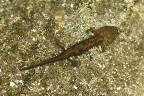 Corsican Fire Salamander, photo 3 of 10