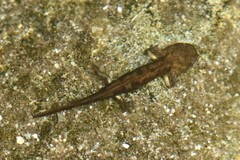 Corsican Fire Salamander photo 3