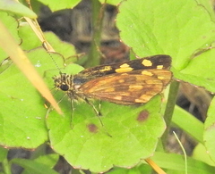 Metisella metis
