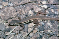 Ophisops elegans basoglui